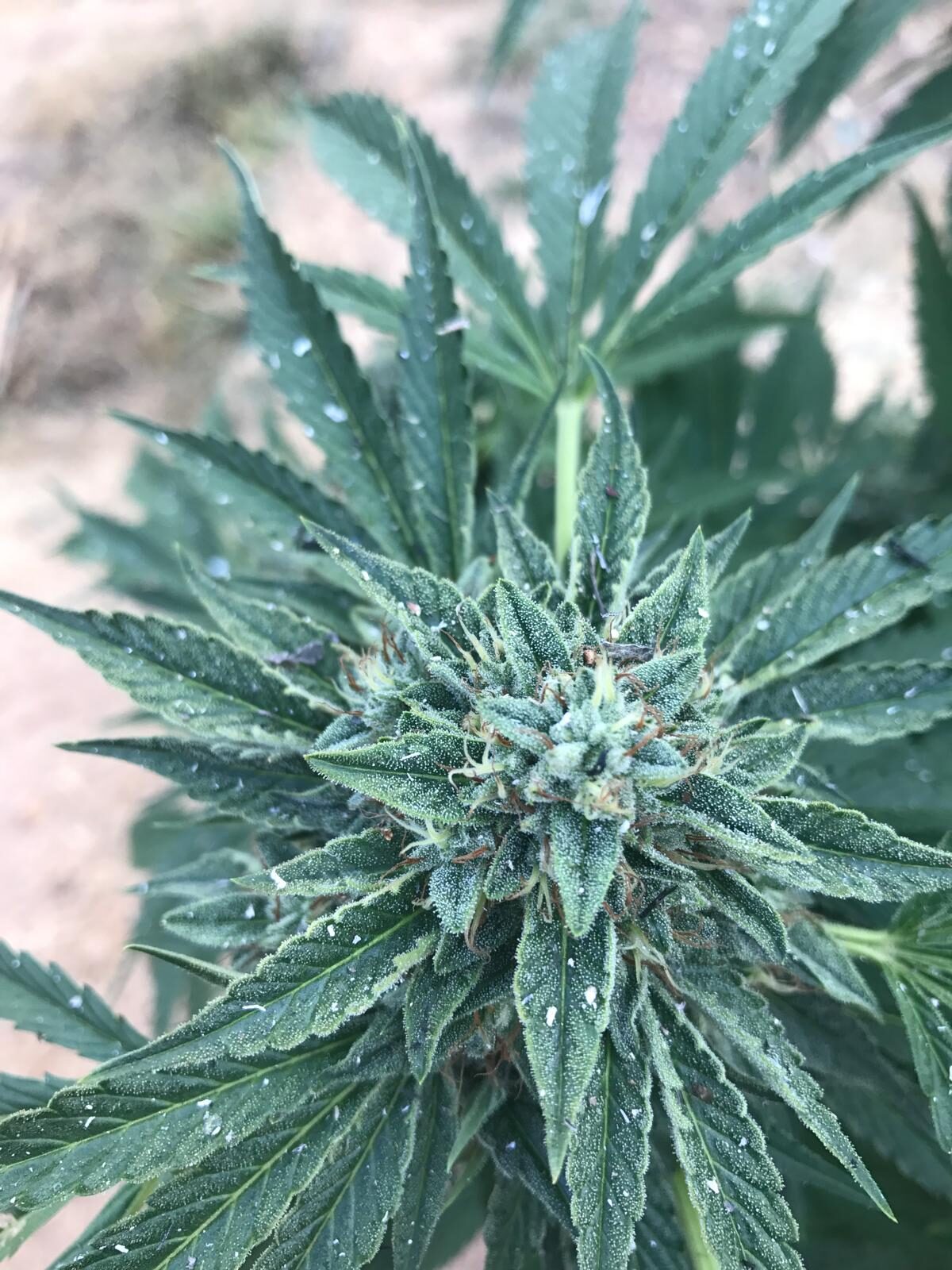 Top-down cannabis bud with morning dew