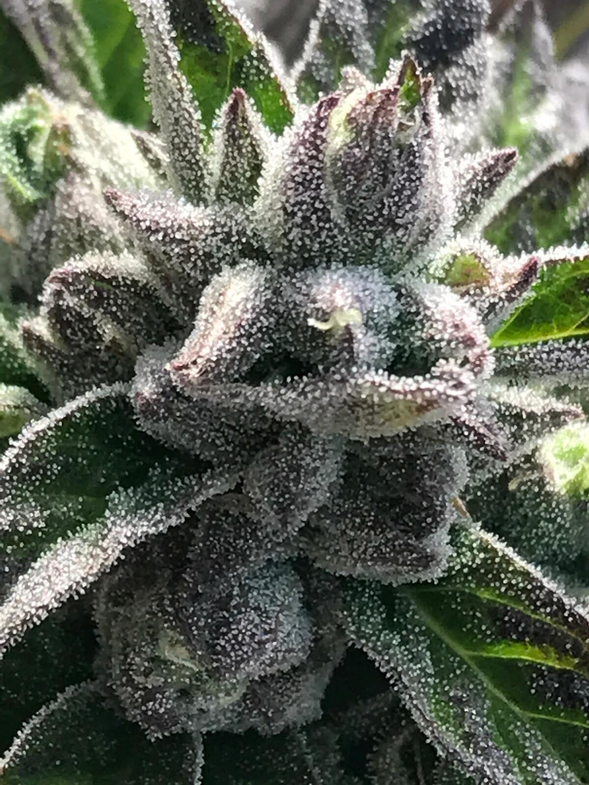 Frosty sun-grown cannabis flower close-up
