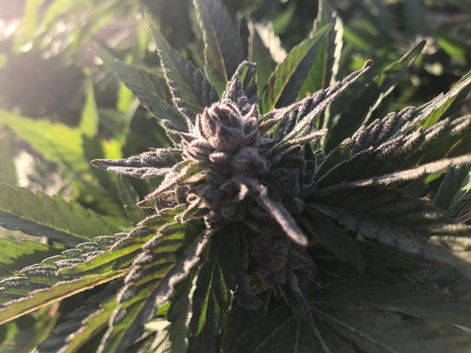 Backlit sun-grown cannabis cola at Vista Ranch
