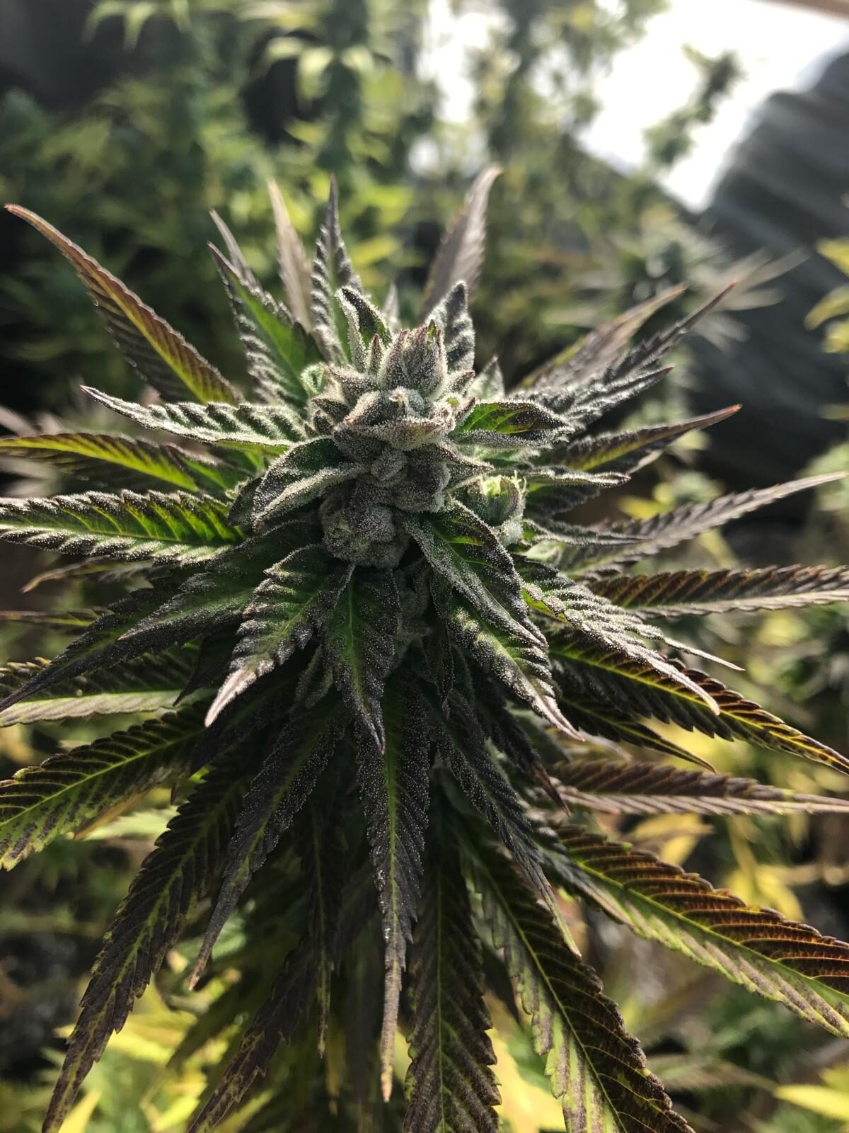 Tall frosty cola against blue sky