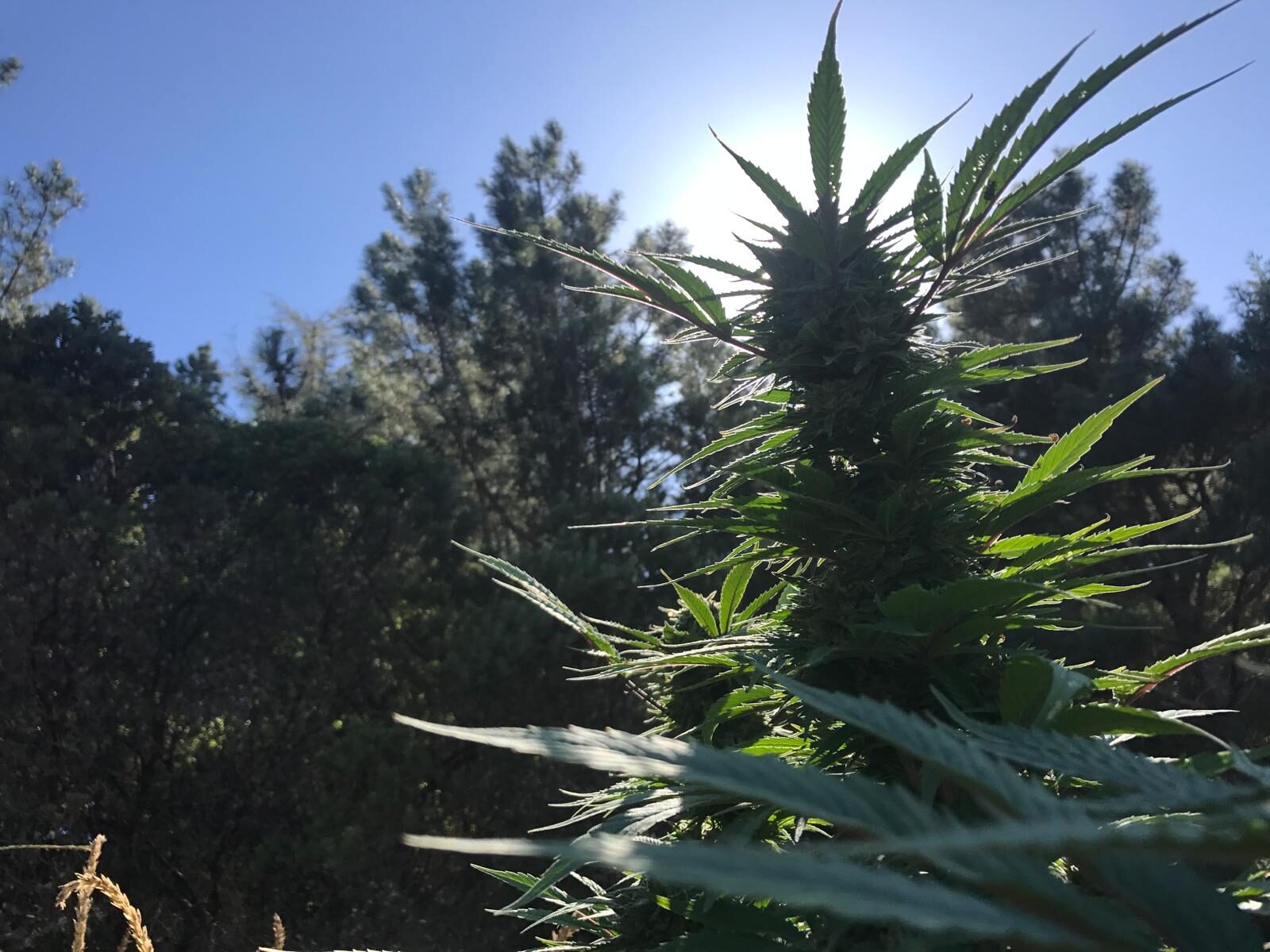 Sun-grown cannabis colas at Vista Ranch, Anderson Valley