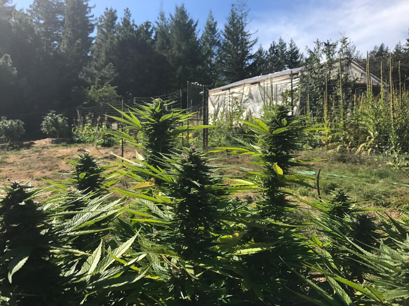 Greenhouse and field plants in the valley