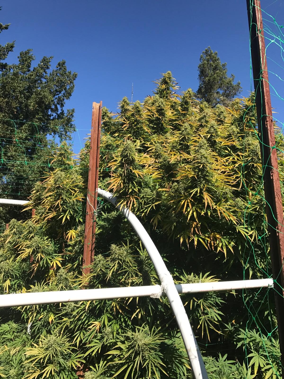 Sun-grown plants trained on stakes