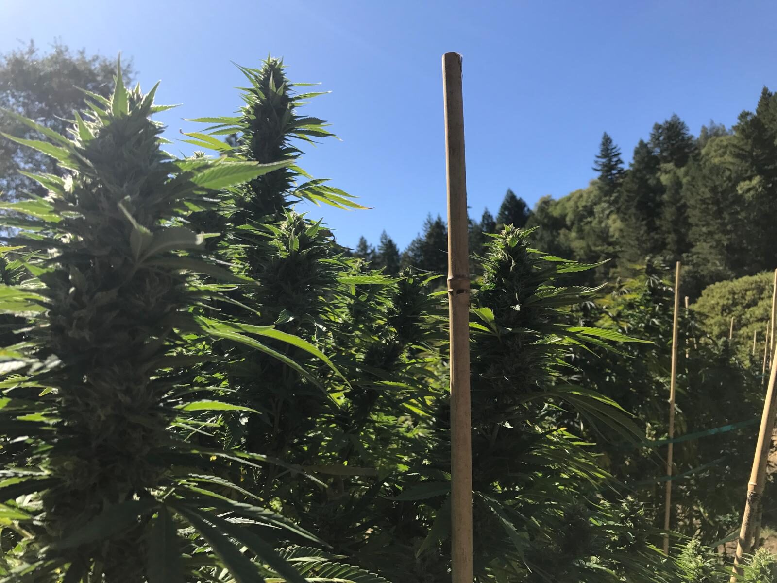 Rows of staked cannabis plants