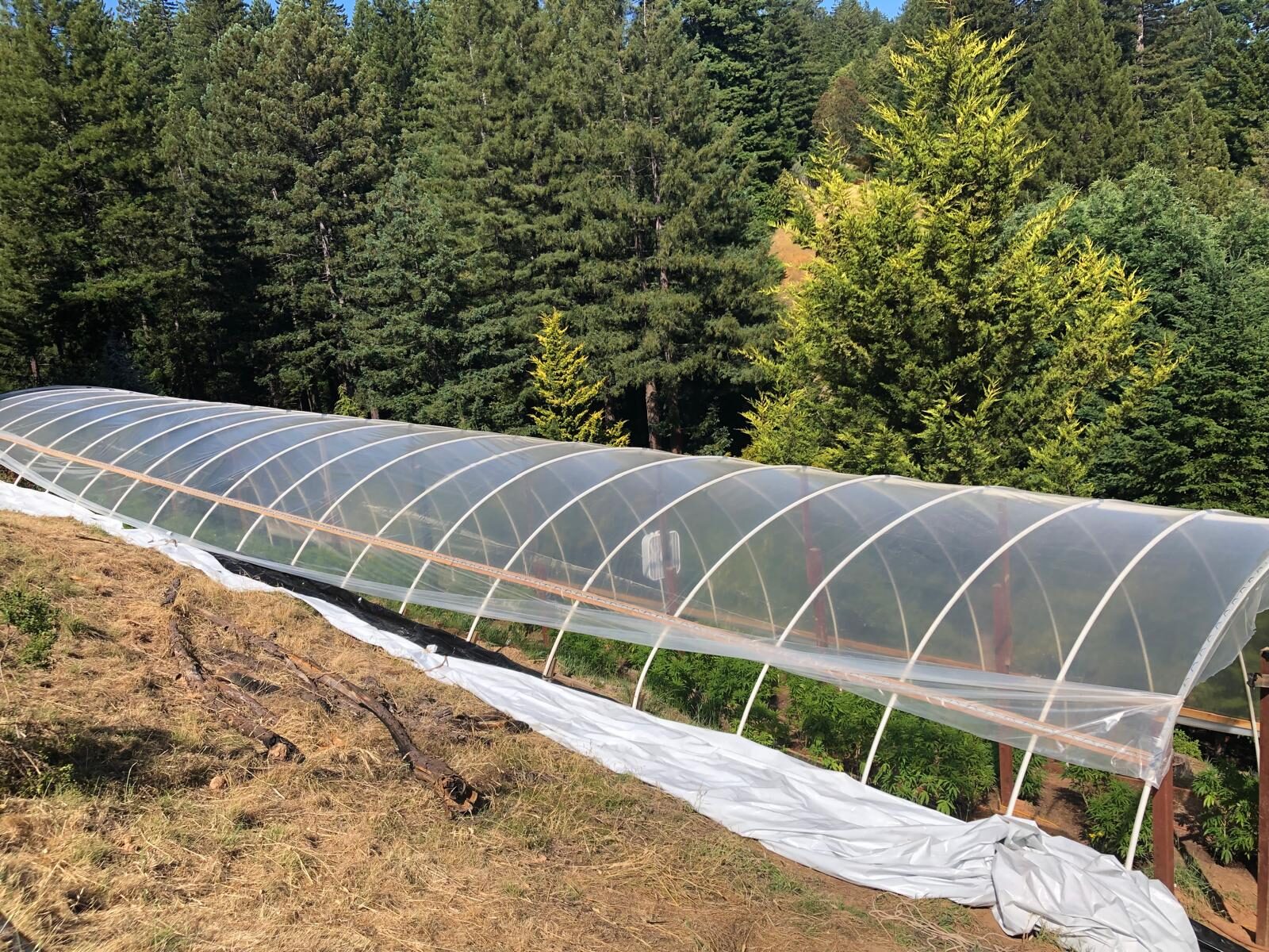 Hoop house tunnel of sun-grown cannabis ringed by redwoods