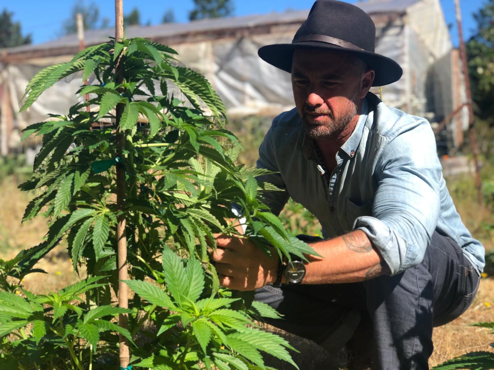 Prime Origins grower tending a sun-grown cannabis plant at Vista Ranch