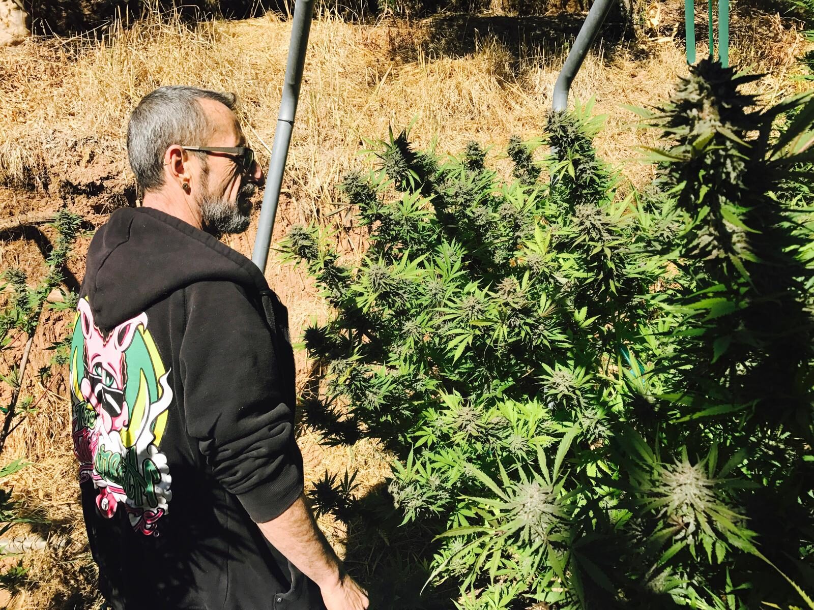 Grower walking the rows at harvest